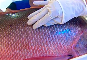 peixe
