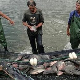 Crédito suplementar oficializa recursos para o Alagoas Mais Peixe II