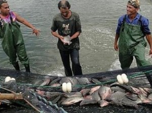 Crédito suplementar oficializa recursos para o Alagoas Mais Peixe II