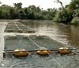 Sebrae promove IV Seminário de Agronegócios em Roraima
