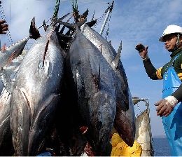 Sepaq e Secon planejam construir novo Mercado de Peixe na Ilha de Outeiro