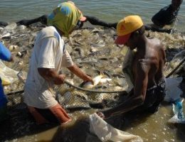 Seagro apresenta potencial da piscicultura a produtores do Sudeste