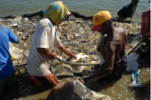 Seagro apresenta potencial da piscicultura a produtores do Sudeste
