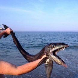 Raro peixe-cavalo é flagrado nos EUA