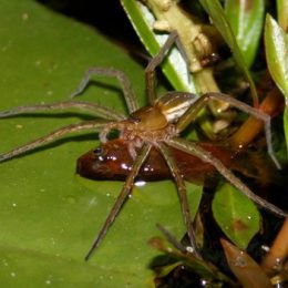 Aranhas que comem peixes estão por toda a parte, diz estudo