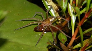 Aranhas que comem peixes estão por toda a parte, diz estudo