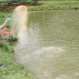 Ração corresponde a cerca de 60% a 70% dos custos da produção de peixes
