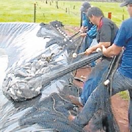 Pequeno produtor cria integração de leite e peixe