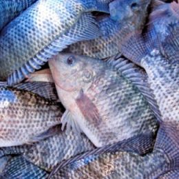 Piscicultores mineiros produzem 7,4 mil toneladas no semiárido