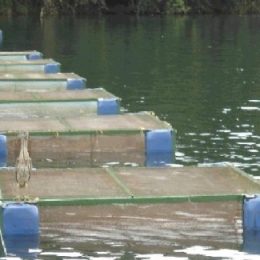 Peixe de cativeiro ganha espaço nas mesas