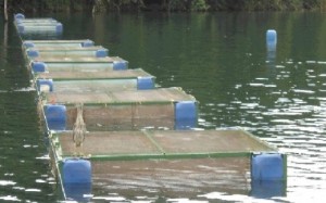 Peixe de cativeiro ganha espaço nas mesas