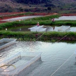 Aquicultura sustentável, uma opção para a segurança alimentar