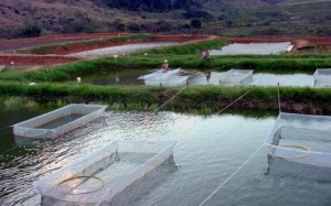 Aquicultura sustentável, uma opção para a segurança alimentar