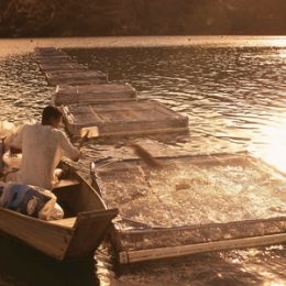 FAO conhece projeto brasileiro de uso de Águas da União para aquicultura