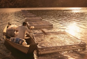 FAO conhece projeto brasileiro de uso de Águas da União para aquicultura