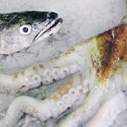O mar em catálogo para chamar os peixes pelos nomes
