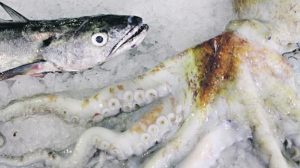 O mar em catálogo para chamar os peixes pelos nomes