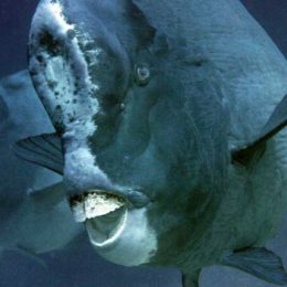 Peixe que come corais causa polêmica científica