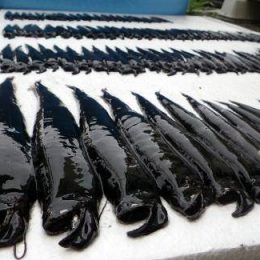 Catástrofe Chegando? Peixes pescados no Japão podem revelar algo assustador.