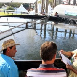 Cresce demanda na produção de peixes