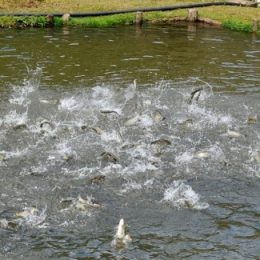 Curso de sanidade em piscicultura acontece na Unesp em Jaboticabal