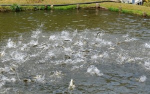 Curso de sanidade em piscicultura acontece na Unesp em Jaboticabal