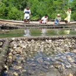 Falta apoio ao cultivo de ostra no Paraná