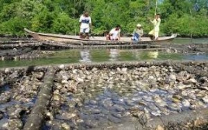 Falta apoio ao cultivo de ostra no Paraná