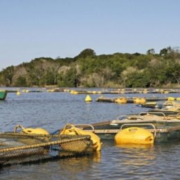 Peixe dourado emperra publicação de lista de animais em extinção