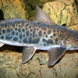 Ministério da Pesca aborda veto a pesca de piracatinga