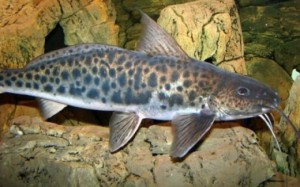 Ministério da Pesca aborda veto a pesca de piracatinga