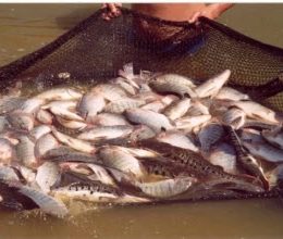 Governo do TO qualifica processamento e industrialização de pescado