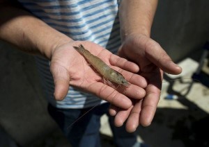 Criando camarões em um barril
