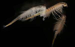 Como criar camarão-de-salmoura