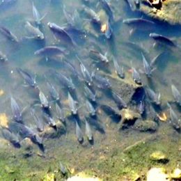 Peixes se arriscam e buscam ar na superfície com a baixa vazão do rio