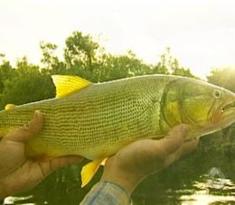 Entidade capacita piscicultores de MS para uso de tanques rede