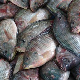 Imea: Mato Grosso pode superar Paraná e liderar piscicultura