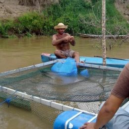 Projeto prevê 50 tanques de alevinos para famílias rurais de Santarém, PA