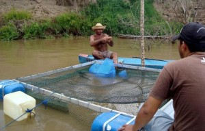 Projeto prevê 50 tanques de alevinos para famílias rurais de Santarém, PA
