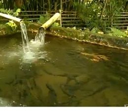 Fiperj reforça medidas para ampliar produção de truta em Friburgo, no RJ