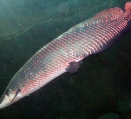 Peixe de maior importância econômica está desaparecendo no Pará