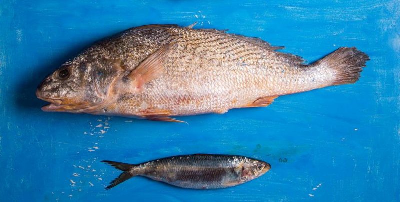 Conheça os quatro peixes em alta do litoral catarinense e seus usos na cozinha