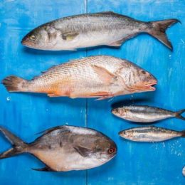 Conheça os quatro peixes em alta do litoral catarinense e seus usos na cozinha