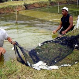 Superintendência de piscicultura da Sedesc promove hoje dia de campo do projeto Isca Viva