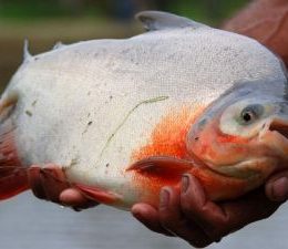 XI Semana do Peixe 2014 começa dia 1º de setembro em MS