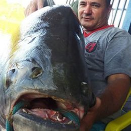 Em MT, pescador fisga peixe com mais de 38 kg no Rio Teles Pires
