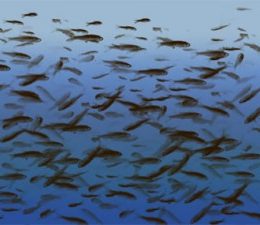 Ministério de Pesca firma acordo com Costa do Marfim