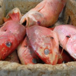 Bahia consome mais peixe do que produz e déficit aumenta os preços