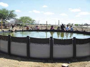 Tecnologia: Tilápia em água salobra