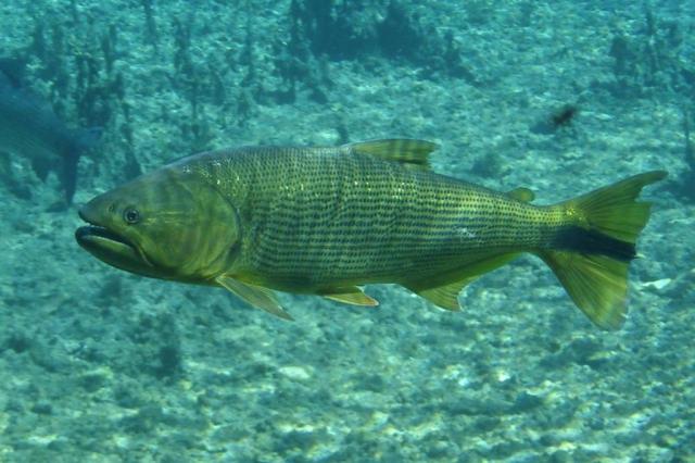 EUA adicionam peixe esturjão-chinês à lista de animais ameaçados